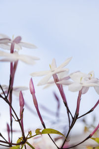 Close-up of white flowering plant against sky