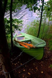 Boats on tree trunk in forest