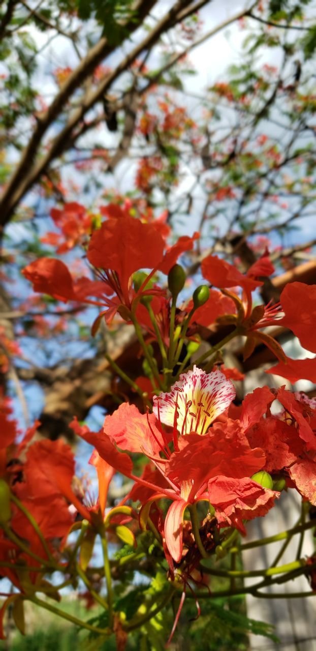 CLOSE-UP OF RED FLOWERING PLANT AGAINST TREES