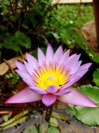 Close-up of purple flower