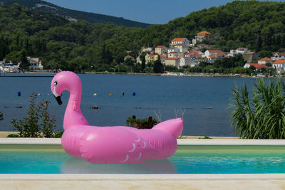 High angle view of pink flamingo in swimming pool