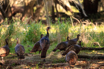 Wild osceola wild turkey meleagris gallopavo osceola in the woods of myakka state park in sarasota