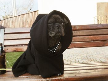 Dog sitting on bench