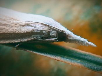 Close-up of insect