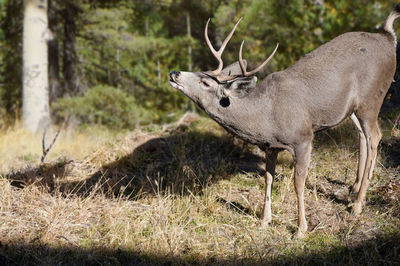 Deer in a forest