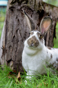 Close-up of an rabbit on field