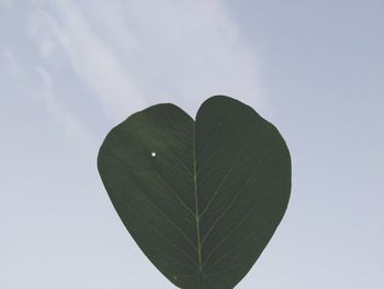 Low angle view of fresh green plant against sky