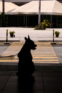 Dog silhouette sitting on footpath