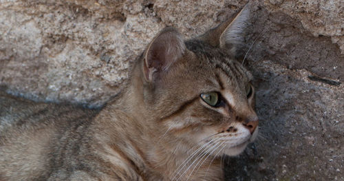 Close-up of cat