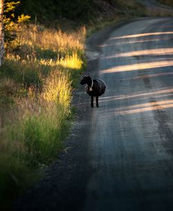 Dog walking on road