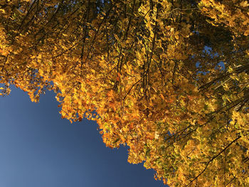 Low angle view of maple tree against sky