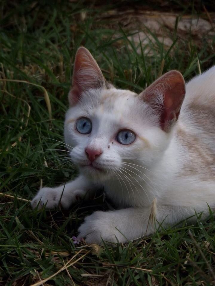 domestic cat, one animal, animal themes, mammal, pets, cat, feline, domestic animals, looking at camera, whisker, portrait, grass, field, relaxation, close-up, sitting, lying down, alertness, high angle view, animal head