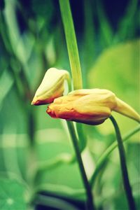 Close-up of yellow flowers