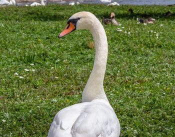 White swan in grass