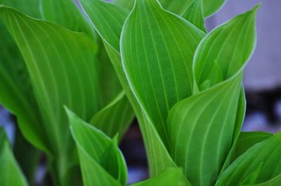 Close-up of green leaves