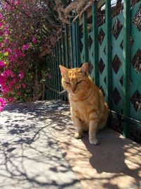 Cat sitting on a fence