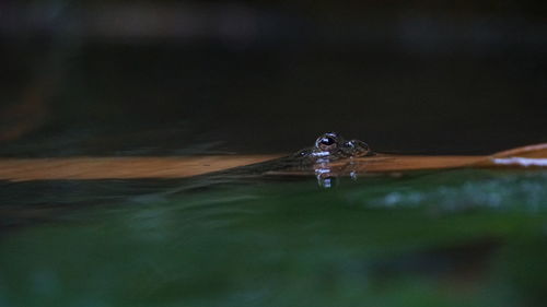 Close-up of water