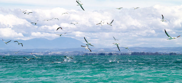 Flock of seagulls flying over sea against cloudy sky