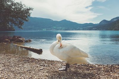 Swan preening by lakeshore