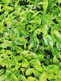 Green round leaves in the green garden