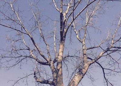 Low angle view of bare trees against sky