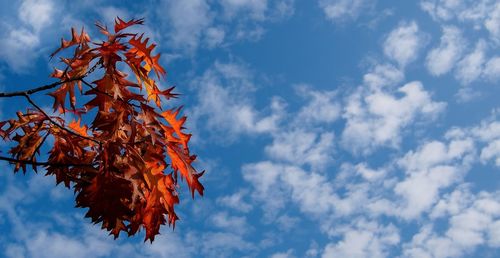 Low angle view of trees against sky