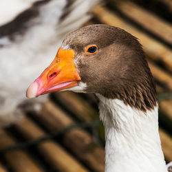 Close-up of bird