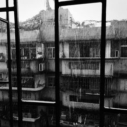 Cat seen through window