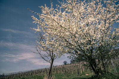 Close-up of tree against sky