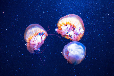 Close-up of jellyfish swimming in sea