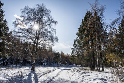 Trees on snow covered field against sky