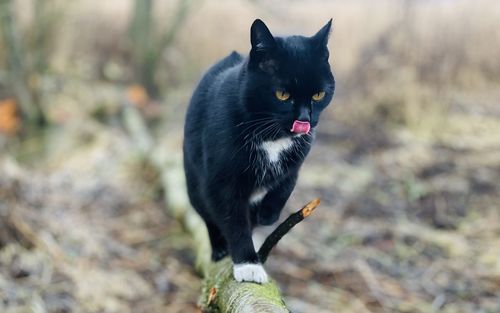 Cat sitting on a branch