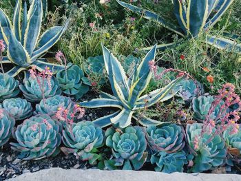 Close-up of plants