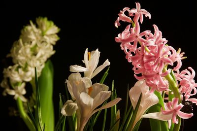 Close-up of flowers blooming against black background