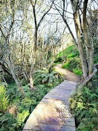 Narrow stream along trees