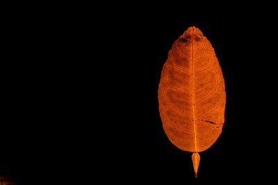 Close-up of orange leaf against black background