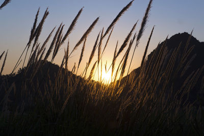 Close-up of stalks in field against sunset sky