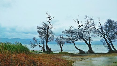 Bare trees on landscape against sky