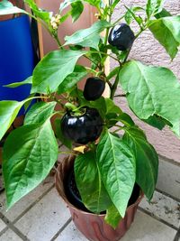 High angle view of fruits on tree