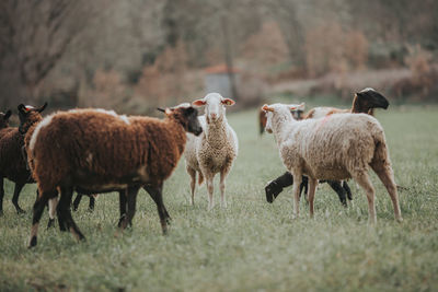 Sheep in a field