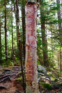 Pine trees in forest