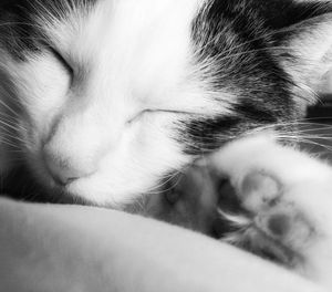 Close-up of cat resting on bed