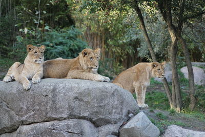 View of young lion on rock against trees