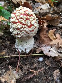 Close-up of mushrooms growing on field