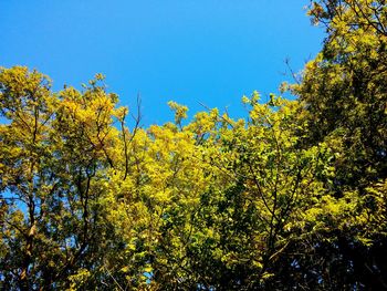 Low angle view of yellow flowering plants against clear blue sky