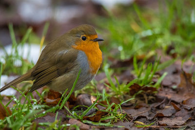 Close-up of bird perching on a land