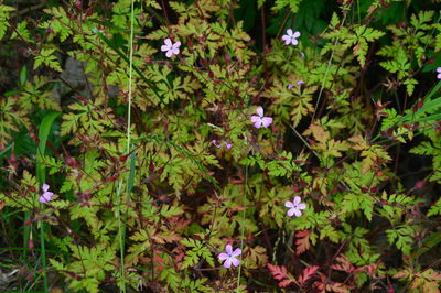 High angle view of purple flowering plants