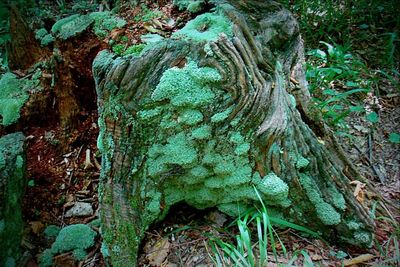 Close-up of moss on tree trunk