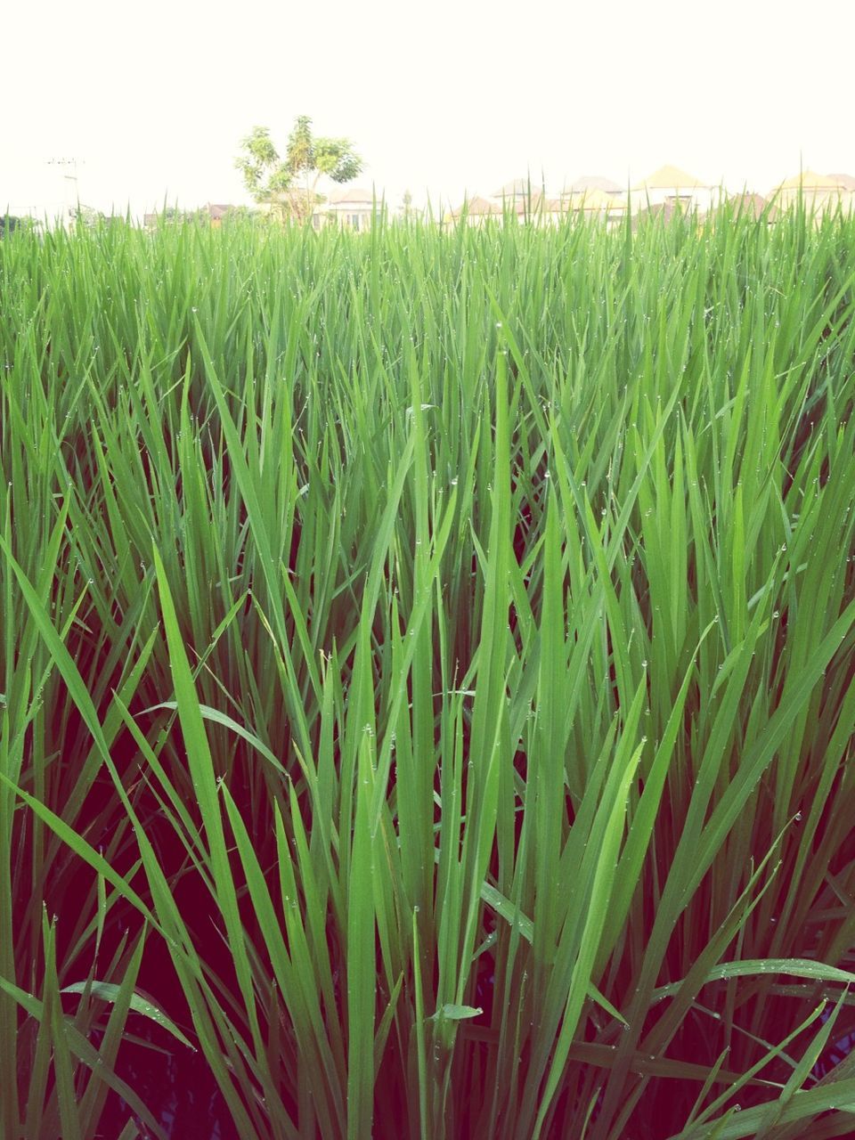 growth, field, agriculture, green color, crop, grass, rural scene, plant, farm, nature, beauty in nature, tranquility, cereal plant, freshness, cultivated land, growing, tranquil scene, clear sky, landscape, close-up