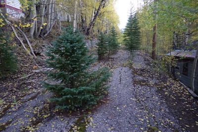 Footpath passing through forest